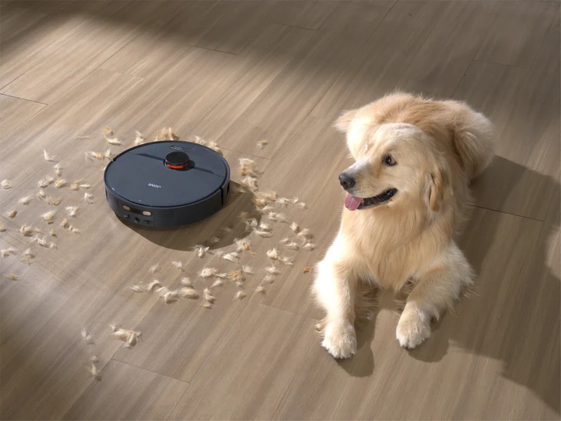 Robot sprzątający JONR X1 Max zbiera kępki sierści z drewnianej podłogi obok leżącego golden retrievera